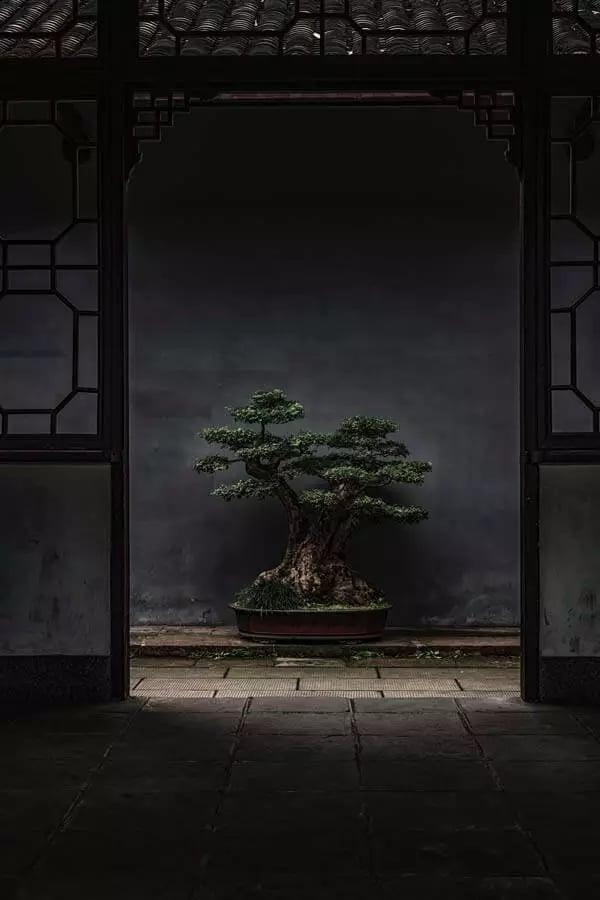 arbre ceremonie thé chine