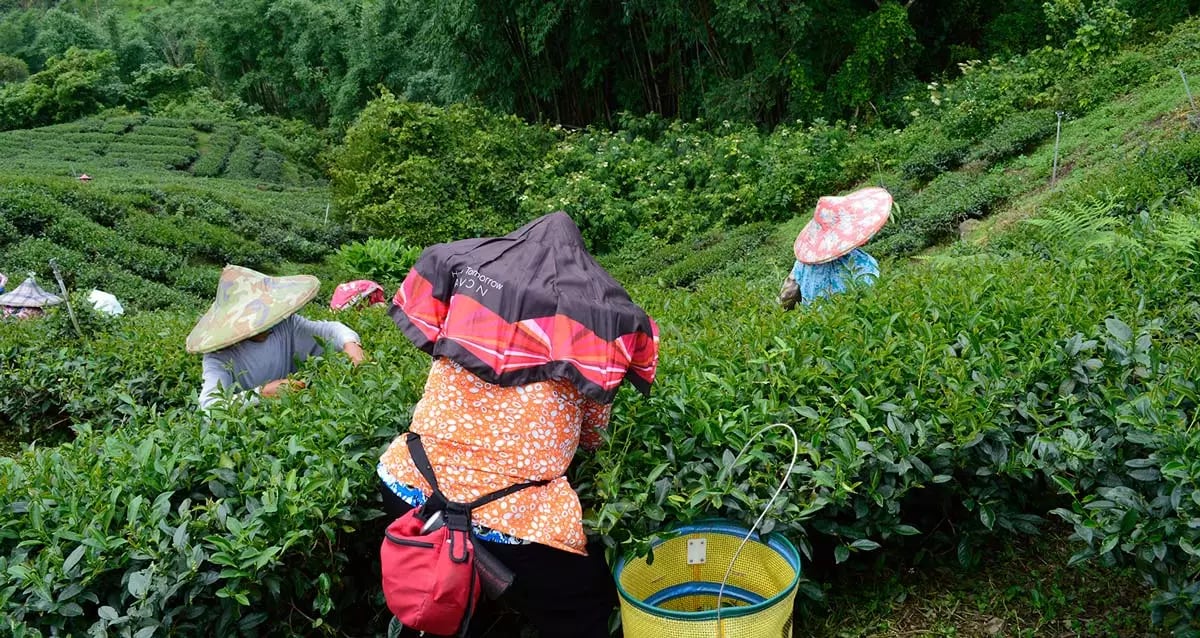 cueillette oolong taiwan
