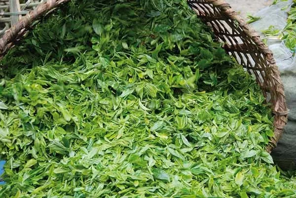 thé vert bio