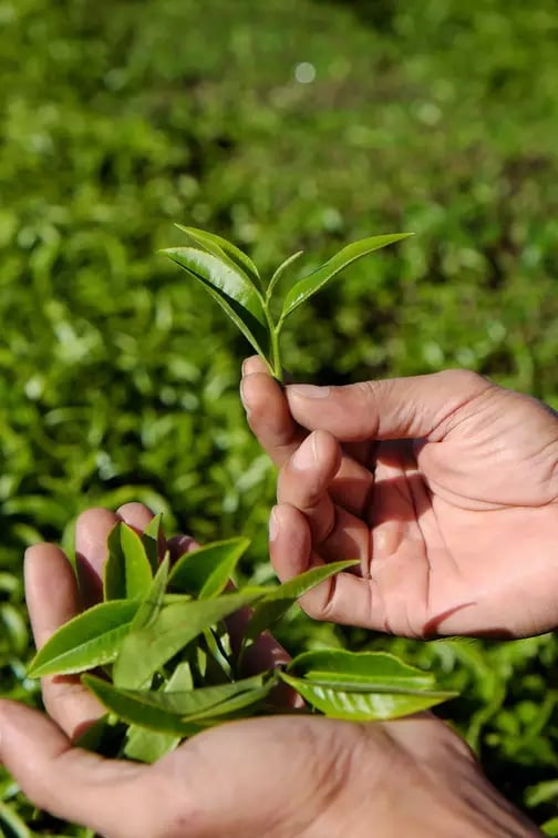 thé bio