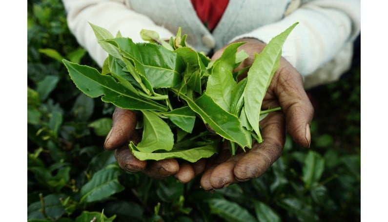 Origin, Preparation and Benefits of Yerba Mate...