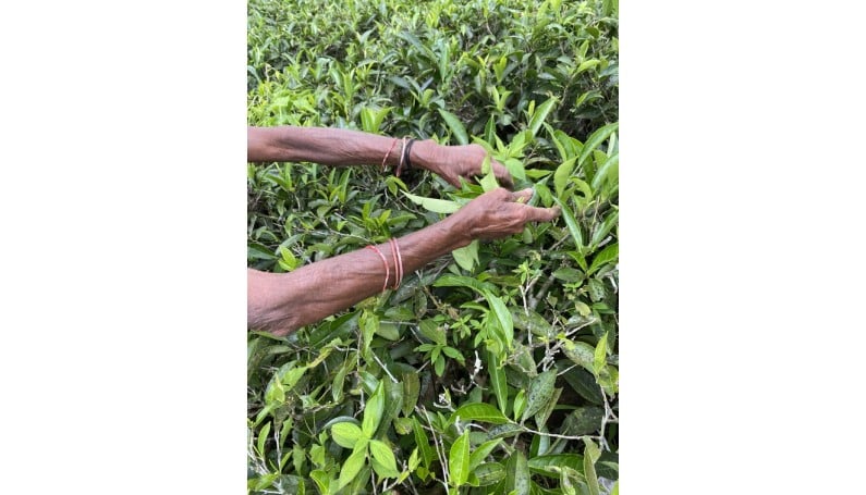 International Tea Day – 21 May 2026