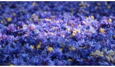 Our Partner ADATRIS: Putting Plant Intelligence to Work