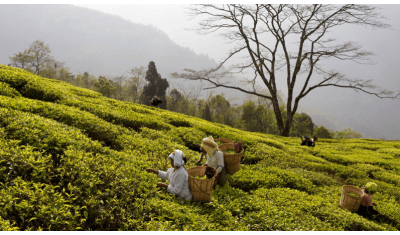 Pays producteurs