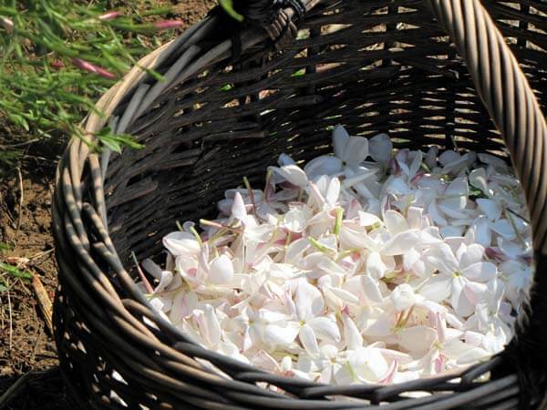 fleurs de jasmin