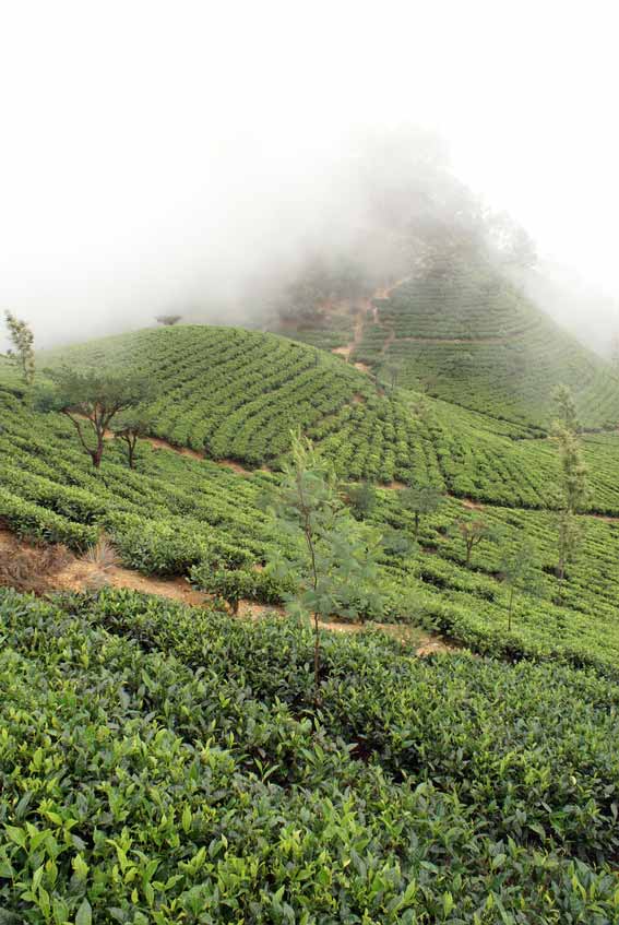 plantation thé vert
