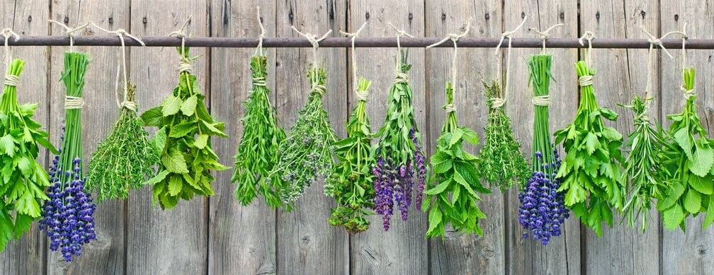 plantes à infuser