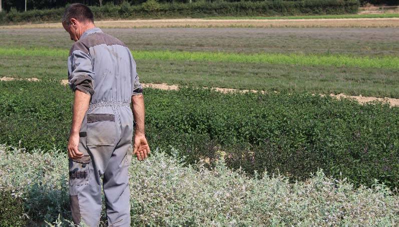 Adatris verveine champs