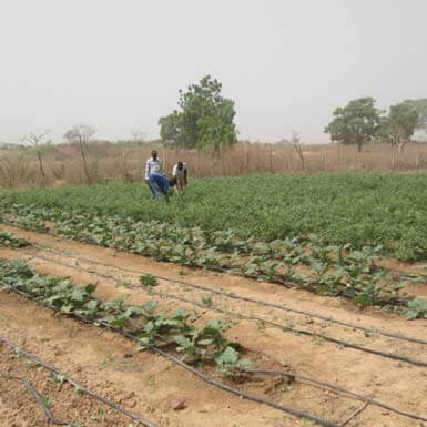 agriculture biologique