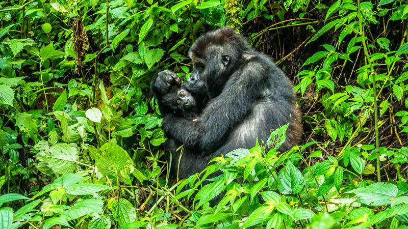 Congo-primate
