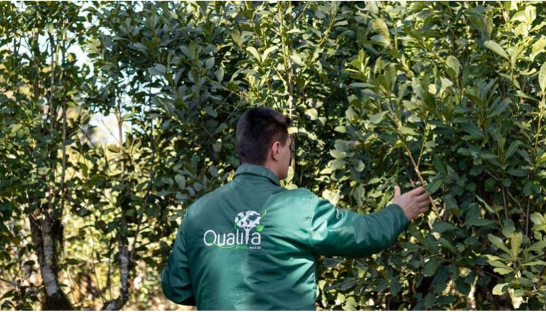 Yerba maté Bio, une vie autour de la feuille…