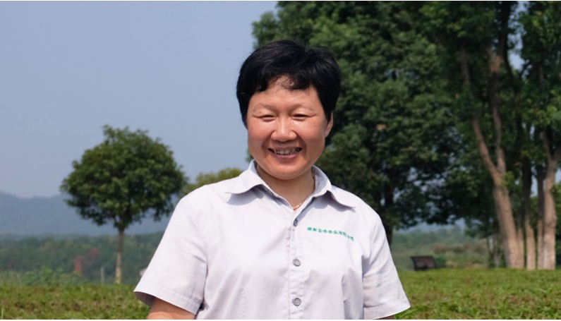 Portrait of a woman picker of organic tea in Hunan (China).