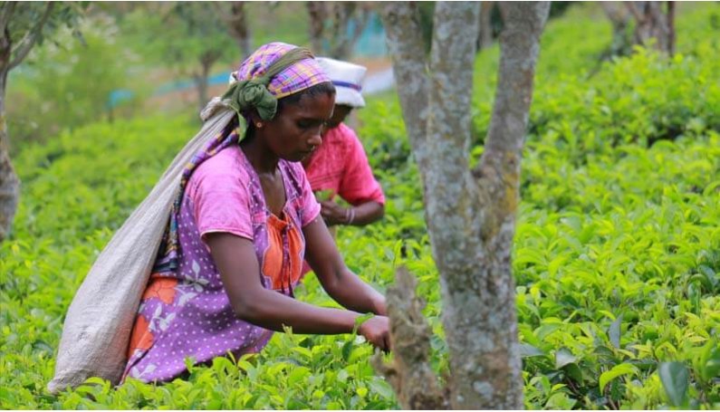 terre d’Oc soutient les cultivatrices de thé à KOTAKITHULA au SRI LANKA.