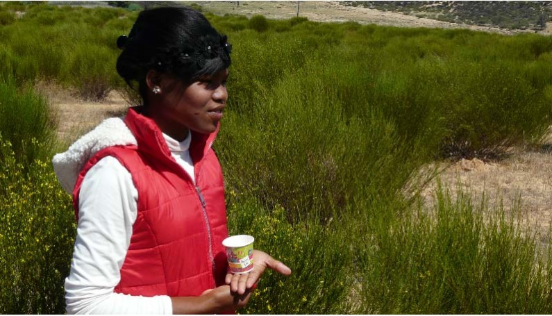 Favoriser le travail et l'autonomisation des femmes... Portrait de Nicolène Van Wyk dans une ferme de rooibos