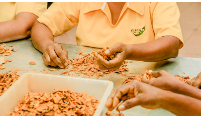 Carnet de voyage : les usines de fabrication du thé et épices au Sri Lanka