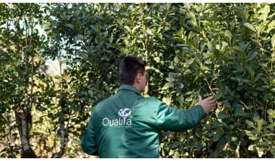 Yerba maté Bio, une vie autour de la feuille…