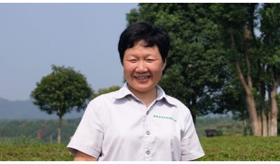 Portrait of a woman picker of organic tea in Hunan (China).