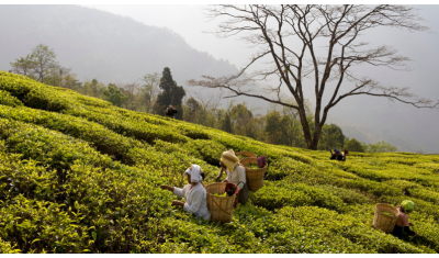 Quels sont les principaux pays producteurs de thé dans le monde ?