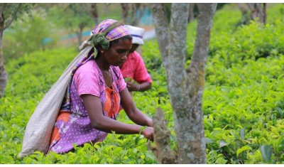 terre d’Oc soutient les cultivatrices de thé à KOTAKITHULA au SRI LANKA.