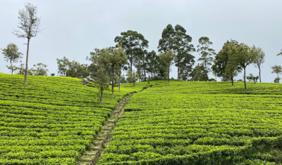 The history of black tea: origins, traditions and journey through cultures