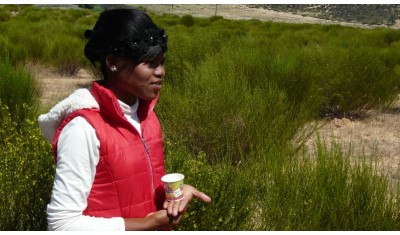 Favoriser le travail et l'autonomisation des femmes... Portrait de Nicolène Van Wyk dans une ferme de rooibos